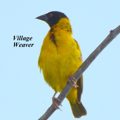 Village Weaver